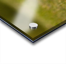 Gosling Story Acrylic print