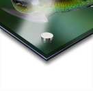 Hummingbird 5 Acrylic print