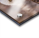 Bald Eagle Portrait Acrylic print