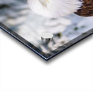 Bald Eagle Winter Acrylic print