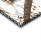 Black Bear Cub 2 Acrylic print