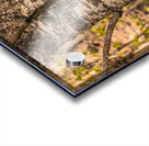 Black Bear Cub 3 Acrylic print