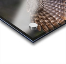 GGO 11 Acrylic print