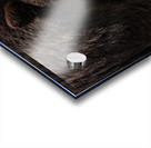 Black Bear Acrylic print