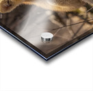 Cute Fox Kit Acrylic print