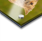 Wolf Pup 2 Acrylic print