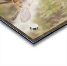 Buck 2 Acrylic print