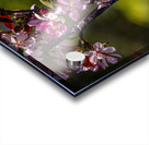 Indigo Acrylic print