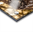 Boreal Owl Acrylic print