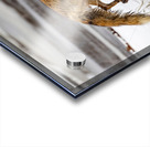 Baby Fox Story Acrylic print