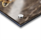 Red Fox Mother Acrylic print