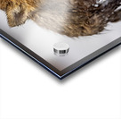 Braveheart Acrylic print