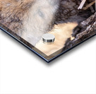 Braveheart 2 Acrylic print