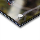 Spruce Grouse 2 Acrylic print