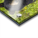 Black Bear Relax  Acrylic print