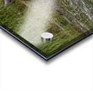 Moose Calf and Mom Acrylic print