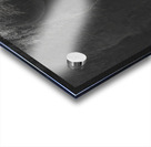 Bison BW Acrylic print