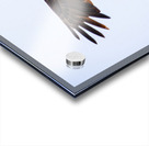 Bald Eagle Acrylic print