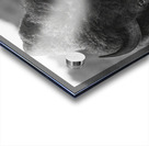 Bison BW 2 Acrylic print