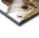 GGO 20 Acrylic print