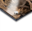 Cute Pika Acrylic print