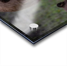 Mom and Cub Acrylic print