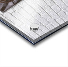 Buck Portrait Acrylic print