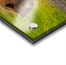 Black Bear 2 Acrylic print