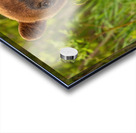 Cool Face Acrylic print