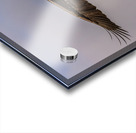 Bald Eagle 2 Acrylic print