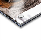 Screech Owl Acrylic print