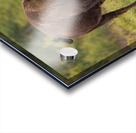 Bison Fight Acrylic print