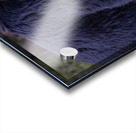 Black Bear 2 Acrylic print