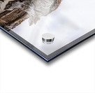 Screech 3 Acrylic print