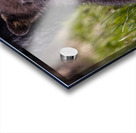 Black Bear Cub 4 Acrylic print