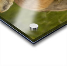 Red Fox Acrylic print