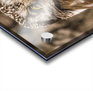 Boreal 2 Acrylic print