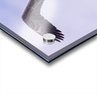 Bald Eagle 3 Acrylic print