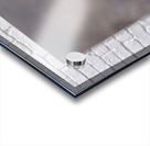 Burrowing Owl Acrylic print