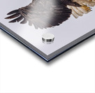 Bald Eagle 4 Acrylic print