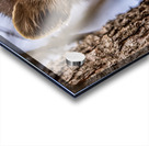 Pine Marten Portrait Acrylic print