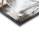 Buck under the Snow Acrylic print