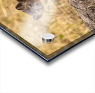 Pine Marten 2 Acrylic print