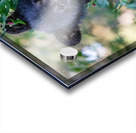 Black Bear Cub 5 Acrylic print