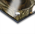 Racoon Acrylic print