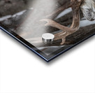 Big Buck Acrylic print