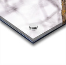 GHOwlet Acrylic print