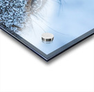 Deer Eye to Eye Acrylic print