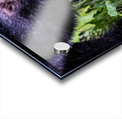 Bear Foot Acrylic print