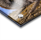 GGO 26 Acrylic print